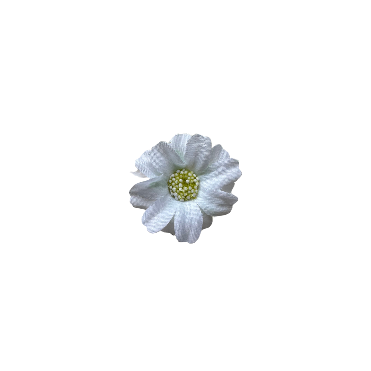 Bloom & Write : Daisy
