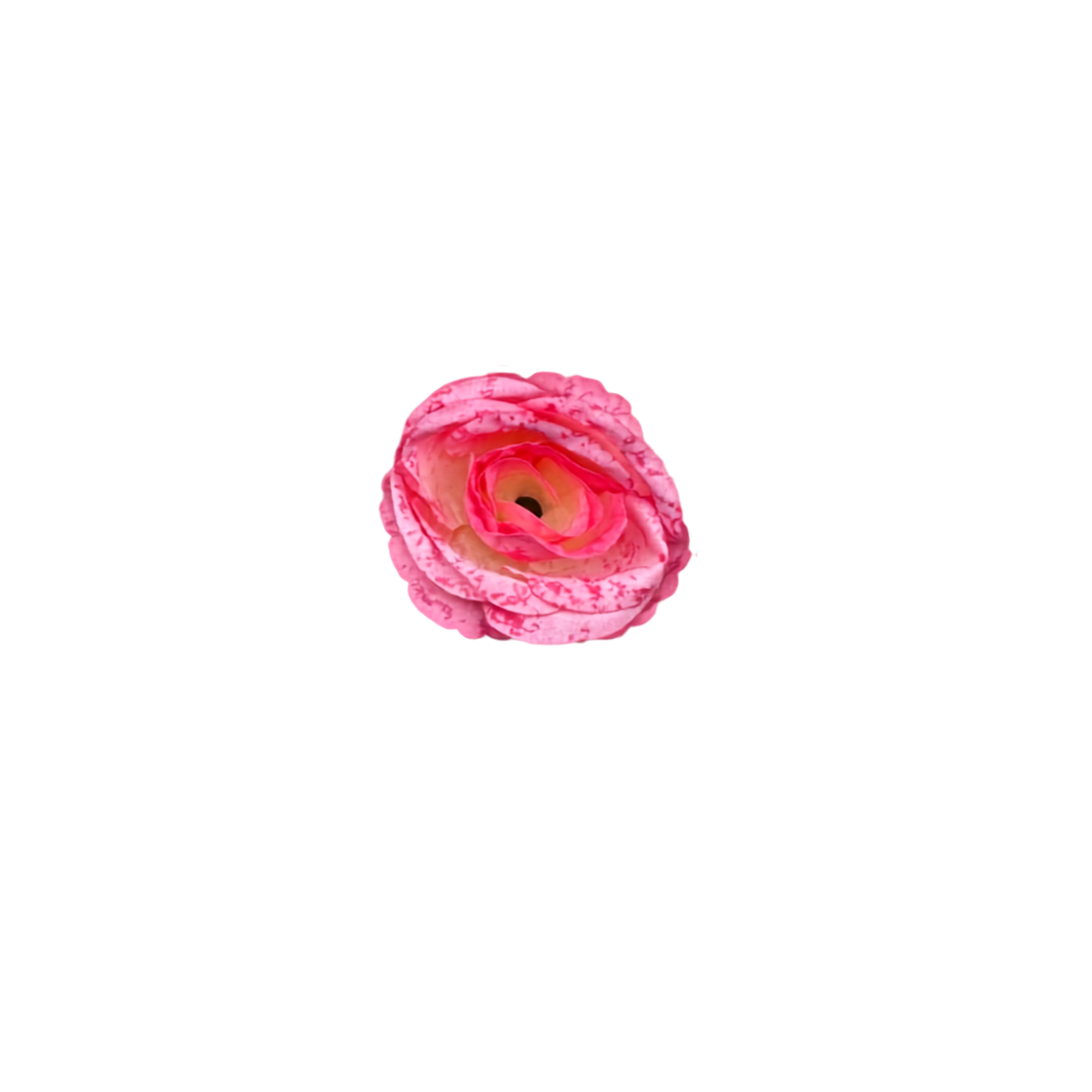 Bloom & Write: Rose