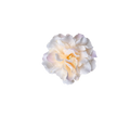 Bloom & Write: Multi Color
