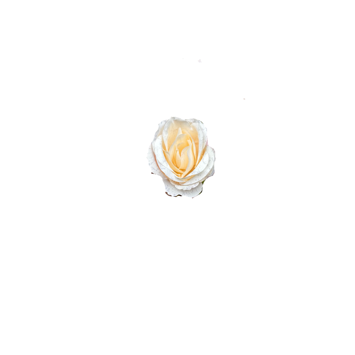 Bloom & Write: Rose
