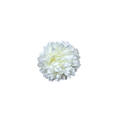 Bloom & Write: Dahlia