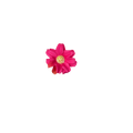 Bloom & Write : Daisy