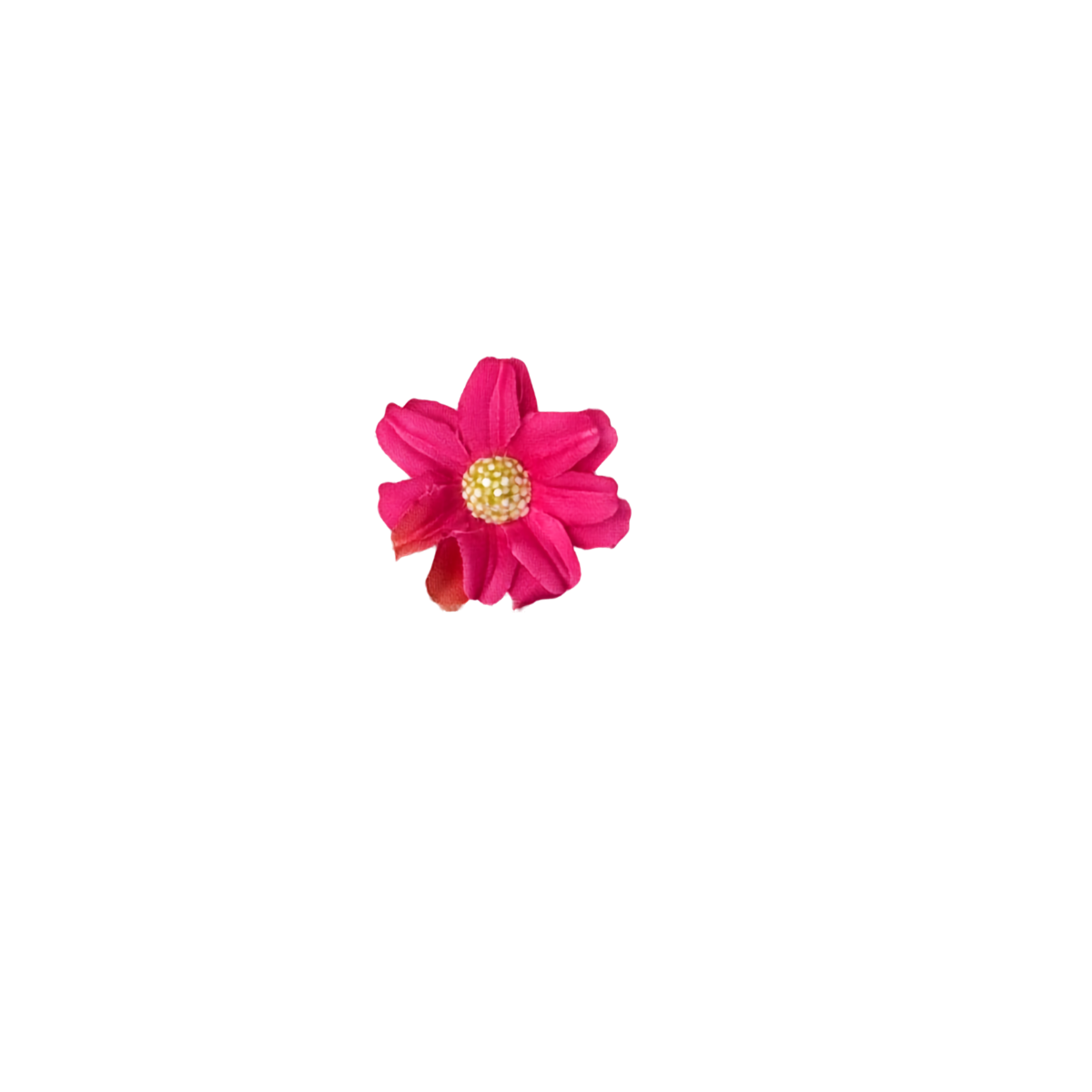 Bloom & Write : Daisy