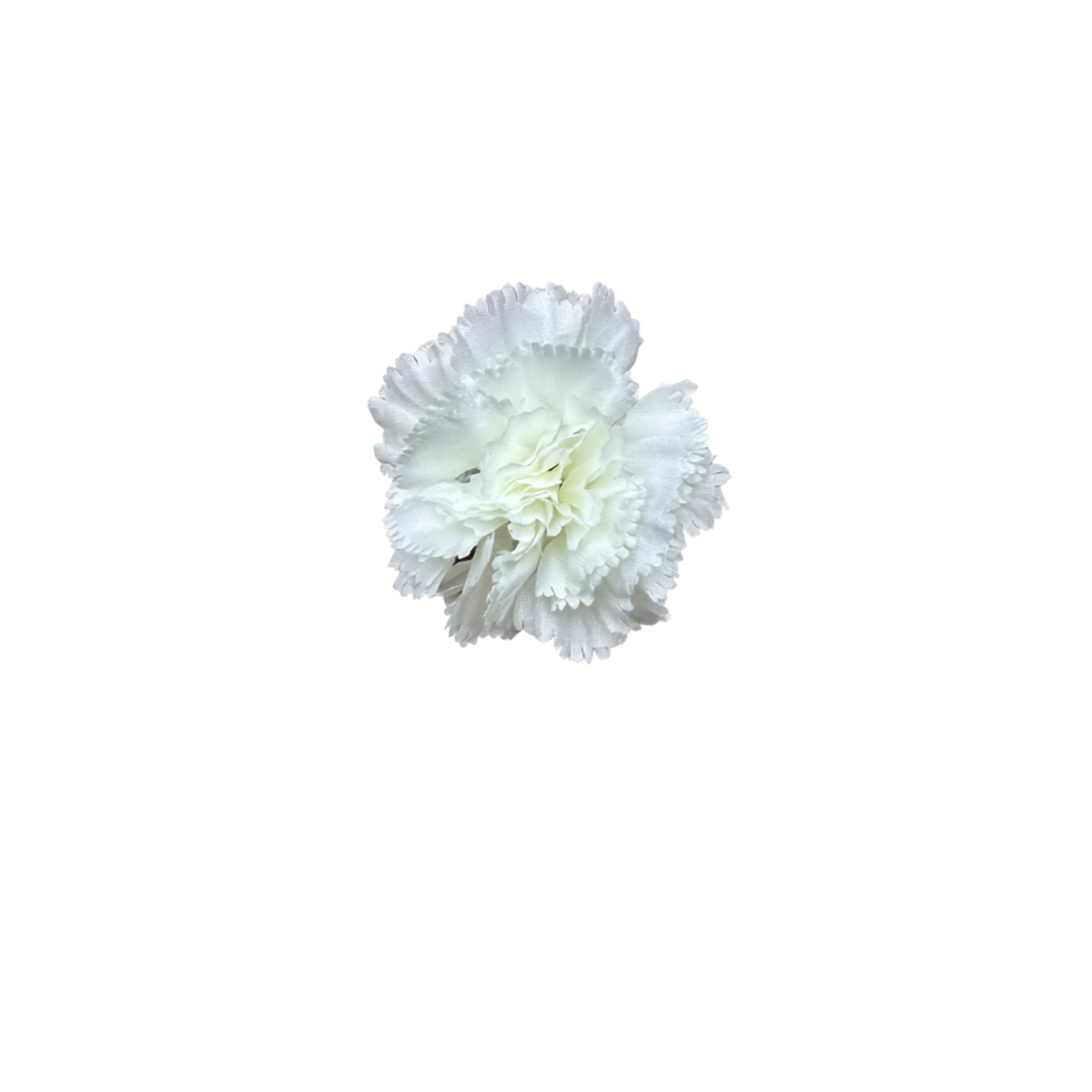 Bloom & Write: Carnation