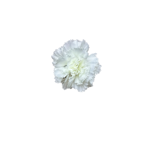 Bloom & Write: Carnation