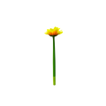Bloom & Write: Sunflower